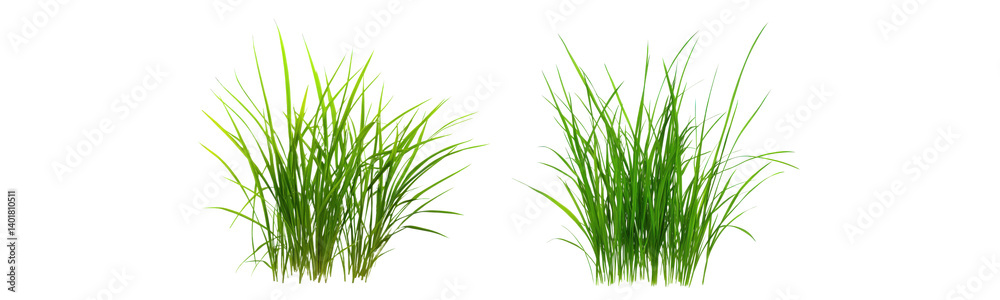 chives on transparent background, isolated vector illustration chives on transparent background, isolated vector illustration