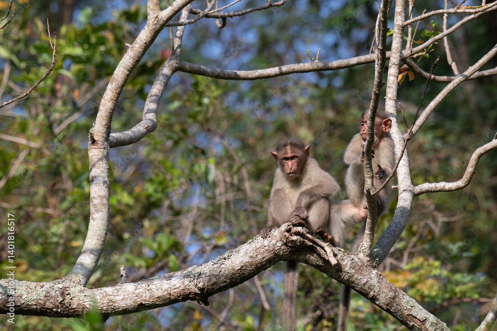 A beautiful portrait of monkey with tree and blurred background. A beautiful portrait of monkey with tree and blurred background.