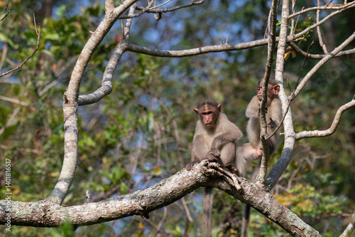 A beautiful portrait of monkey with tree  and blurred background.