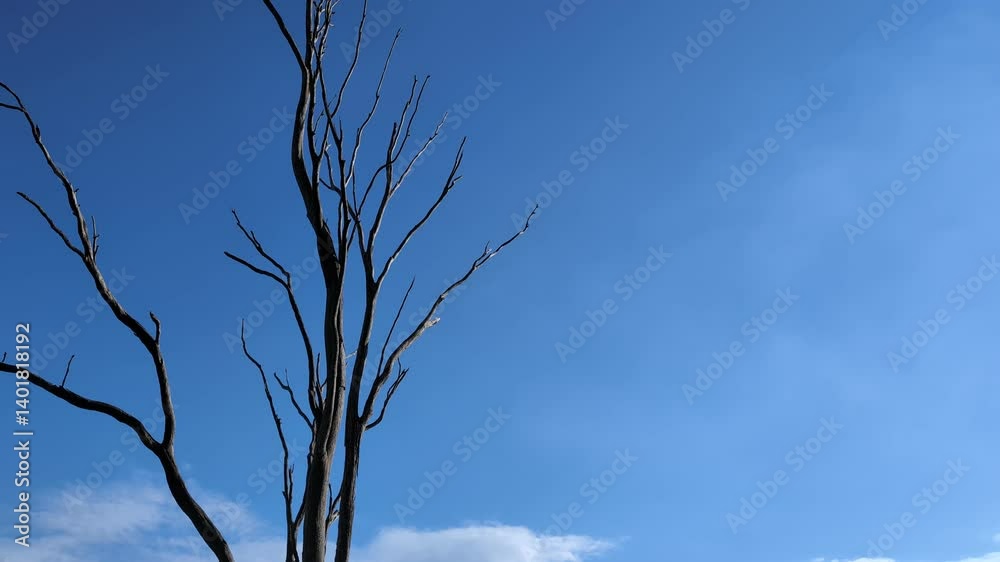 Dead tree branches against a blue sky background