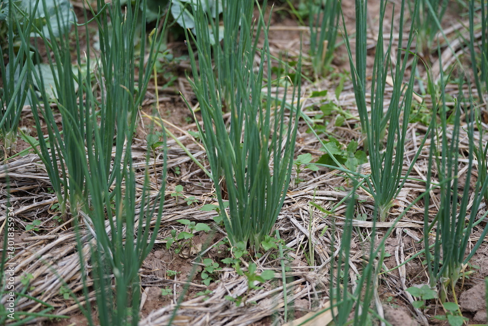 Obraz premium Green onions growing neatly in a vegetable bed, surrounded by dry straw that helps retain soil moisture