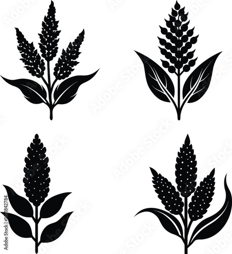 Quinoa silhouette vector