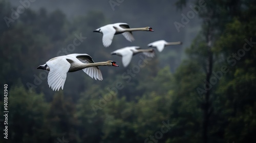 A captivating medium shot showcases a flock of white swans in mid flight against a blurred green forest backdrop. The swans' white feathers contrast beautifully with the dark green foliage, creating