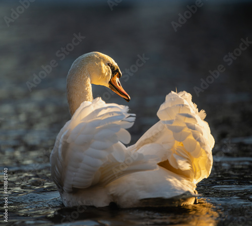 Fototapeta Naklejka Na Ścianę i Meble -  Closeup portrait of a Mute Swan