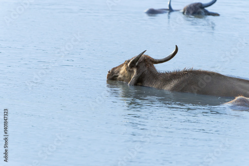 Wildlife in YalaNational Park water buffalo wallowing in pond back-lit by evening sun