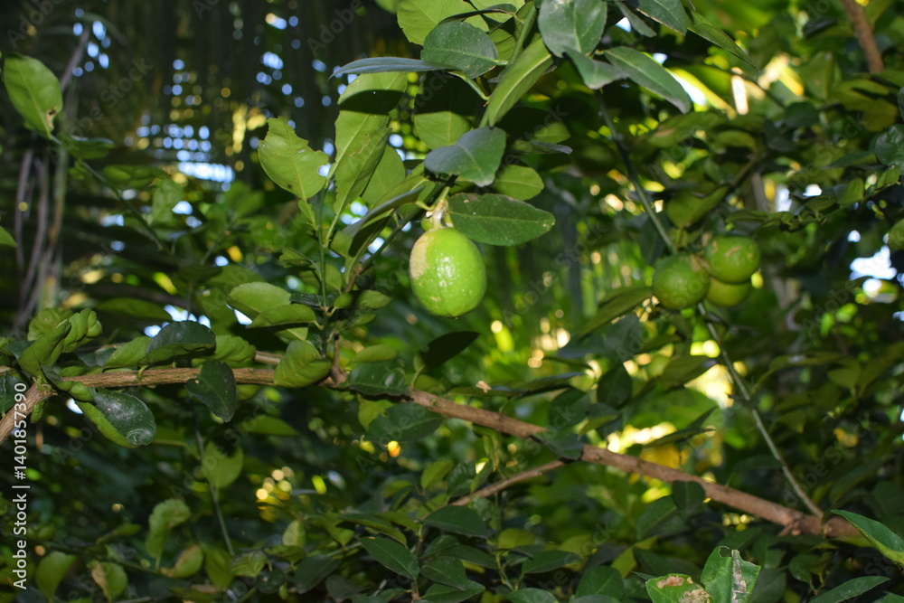 limes tree in the garden are excellent source of vitamin C. Green organic lime citrus fruit hanging on tree. green lemons hanging on branch. Branches of green lime tree with ripe fruits growing limes tree in the garden are excellent source of vitamin C. Green organic lime citrus fruit hanging on tree. green lemons hanging on branch. Branches of green lime tree with ripe fruits growing