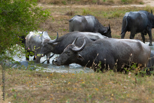 Wildlife in Yala National Park Asian water buffalo or bubalus bubalis wallowing in stream