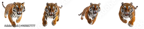 Multiple tiger poses running fiercely with vibrant orange and black stripes pattern,isolated transparent background