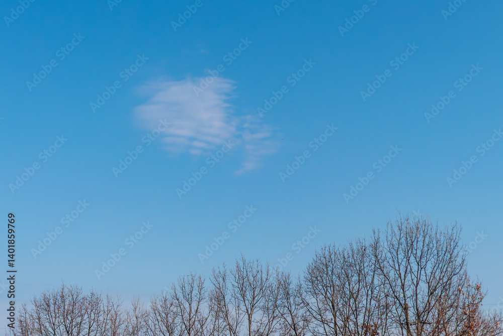 冬の澄んだ青空と枯れ木がつくる風景 冬の澄んだ青空と枯れ木がつくる風景