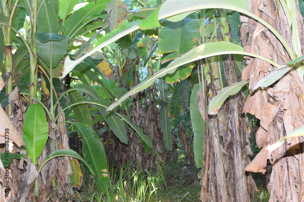 Obraz premium Lost in the Heart of a Banana Grove: A Journey Through Lush Green Leaves and Tropical Abundance. Surrounded by Towering Banana Plants: A Serene Escape to the Heart of a Banana Grove.