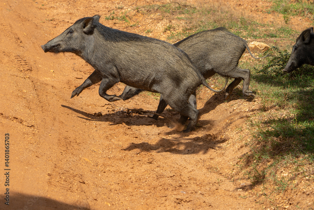 Fototapeta premium Indian wild boar or Sus scrofa cristatus running across red soil