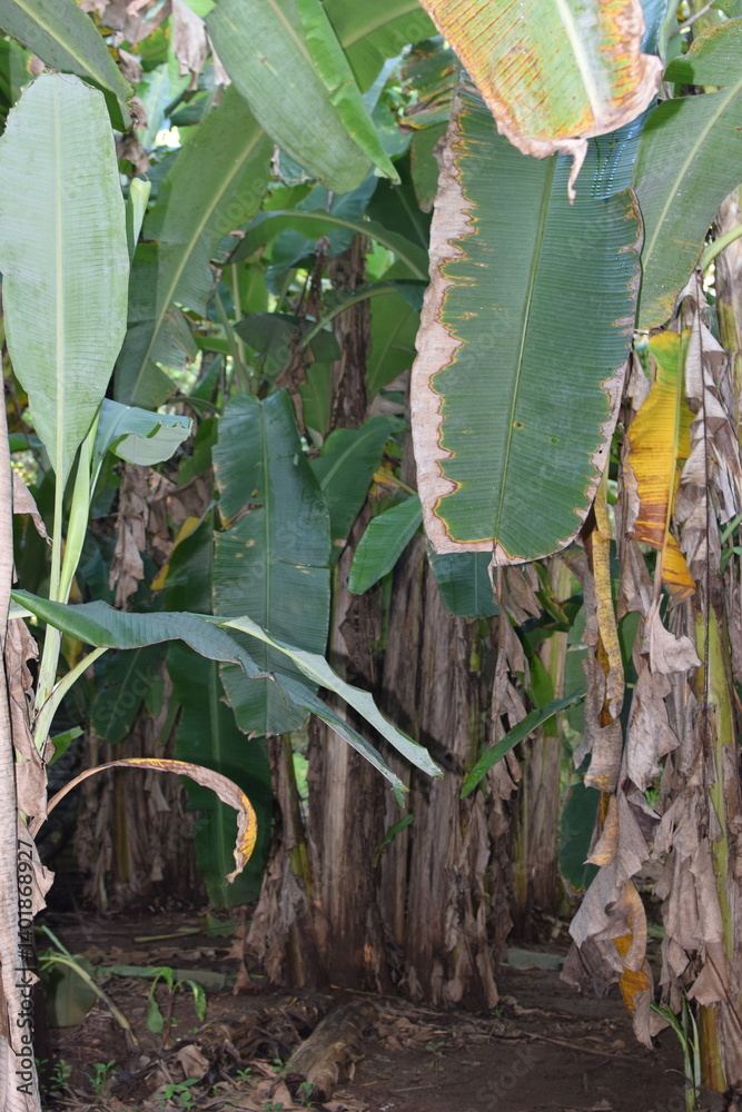 Obraz premium Lost in the Heart of a Banana Grove: A Journey Through Lush Green Leaves and Tropical Abundance. Surrounded by Towering Banana Plants: A Serene Escape to the Heart of a Banana Grove. 