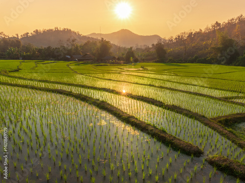 Scenic view of a terraced rice field at sunset, a serene agricultural landscape in Luang Prabang, Laos.