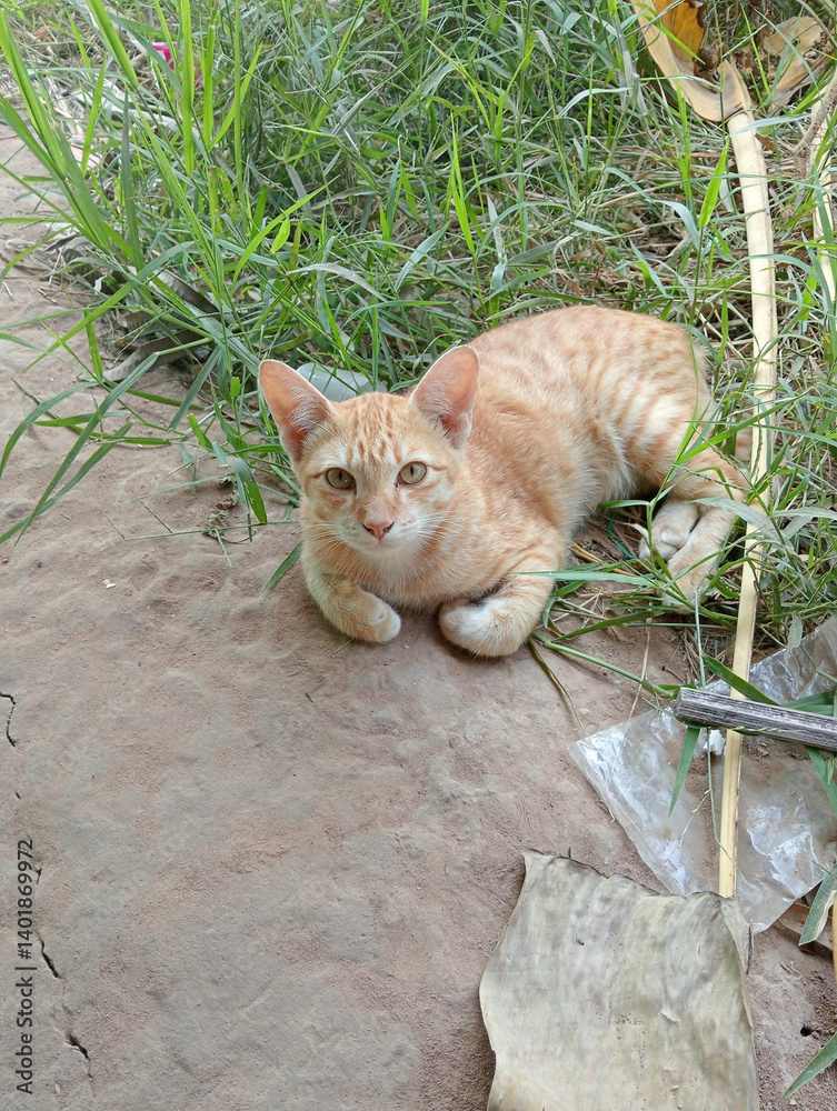 Fototapeta premium cat in the garden