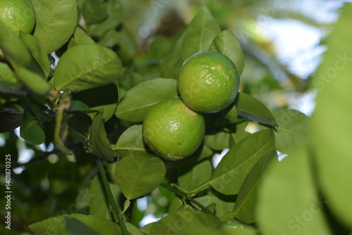 Wallpaper Mural limes tree in the garden are excellent source of vitamin C. Green organic lime citrus fruit hanging on tree. green lemons hanging on branch. Branches of green lime tree with ripe fruits growing Torontodigital.ca