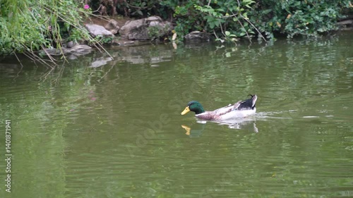 male Mallard Duck in a green Lake