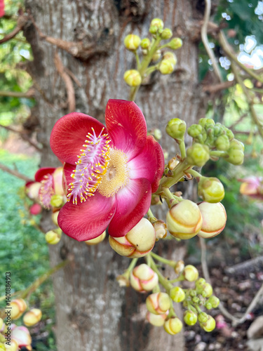 Sal Tree in nature garden