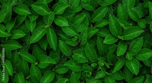 Dense green leaf background close-up