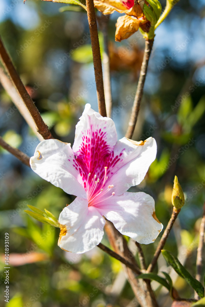 White Azalea with Pink and Red Markings Blooming in Spring