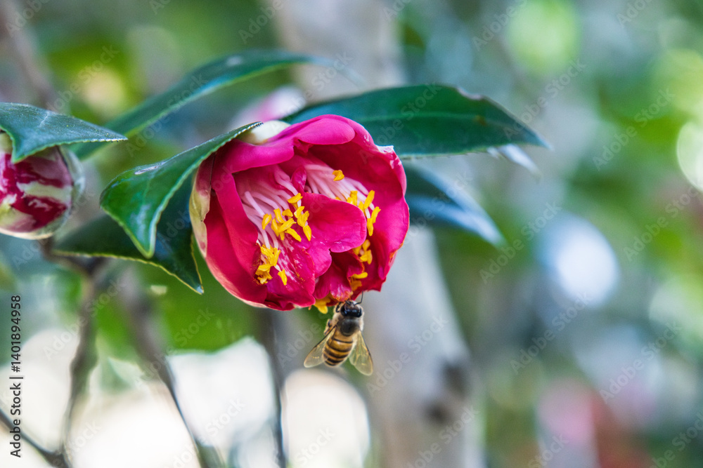 Honeybee Pollinating a Pink Camellia Flower