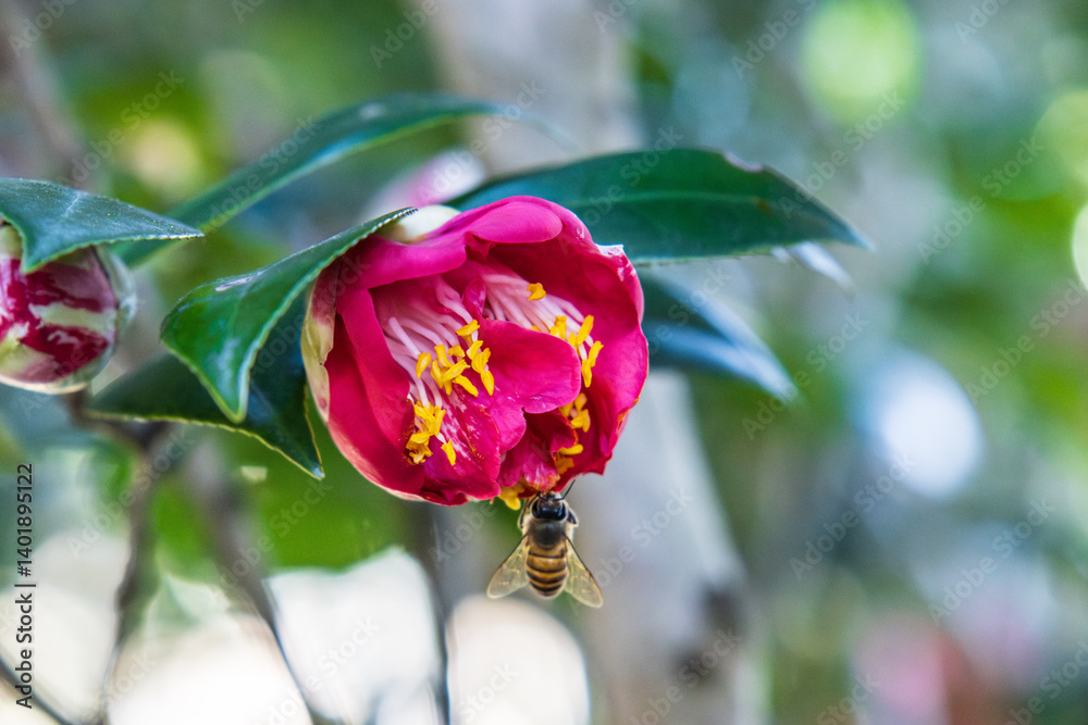Honeybee Pollinating a Pink Camellia Flower