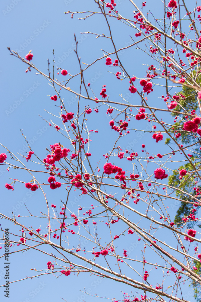 Vibrant Pink Cherry Blossoms Against a Clear Blue Sky