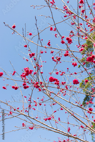 Obraz na płótnie Vibrant Pink Cherry Blossoms Against a Clear Blue Sky w salonie