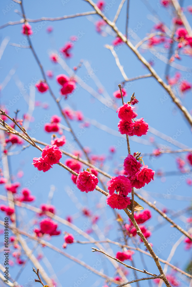 Vibrant Pink Cherry Blossoms Against a Clear Blue Sky