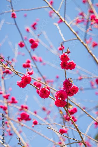 Vibrant Pink Cherry Blossoms Against a Clear Blue Sky