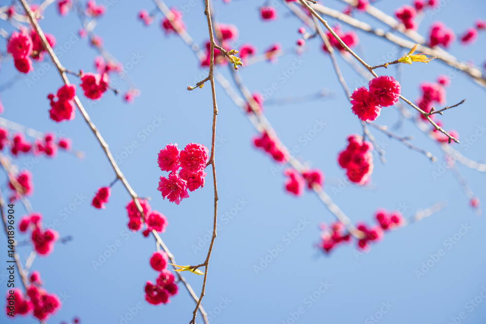 Vibrant Pink Cherry Blossoms Against a Clear Blue Sky