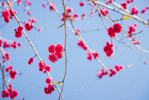 Obraz na płótnie Vibrant Pink Cherry Blossoms Against a Clear Blue Sky w salonie