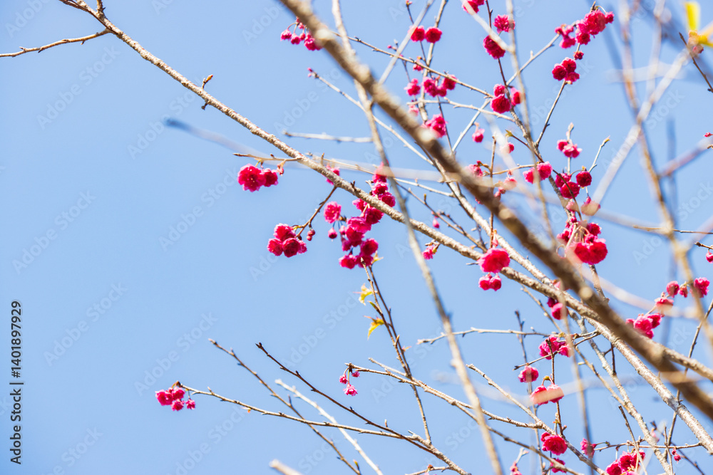 Vibrant Pink Cherry Blossoms Against a Clear Blue Sky Vibrant Pink Cherry Blossoms Against a Clear Blue Sky