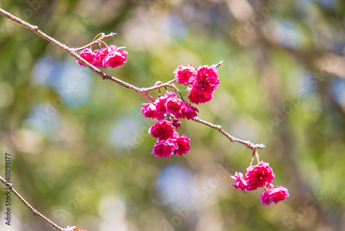 Bright Pink Cherry Blossoms Blooming in Early Spring Sunshine