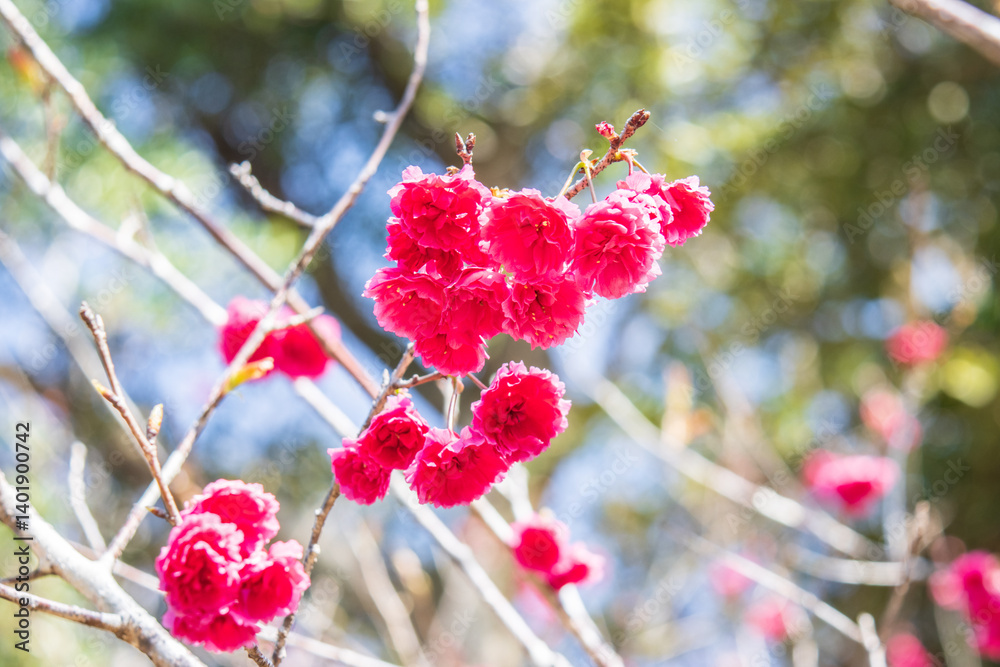 Bright Pink Cherry Blossoms Blooming in Early Spring Sunshine