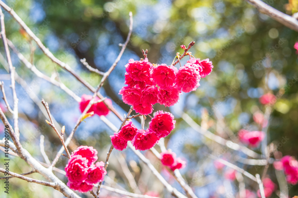 Bright Pink Cherry Blossoms Blooming in Early Spring Sunshine