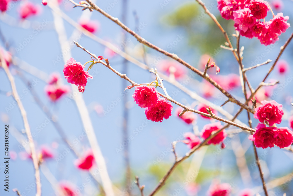 Taiwan Cherry Blossoms Against a Pale Blue Sky