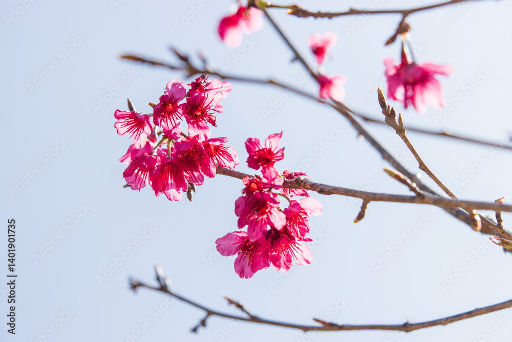 Taiwan Cherry Blossoms Against a Pale Blue Sky