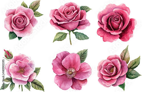 Watercolor Pink Rose Blossom