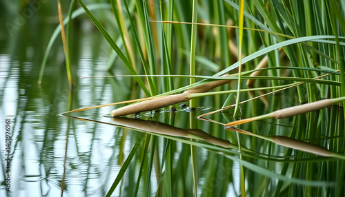 Close Up Of Reeds Reflecting In Calm Water