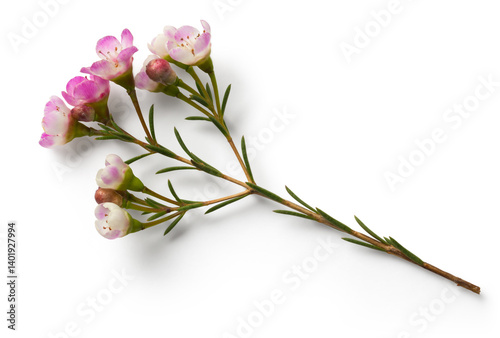 A delicate sprig of pink and white flowers with green leaves, suitable for decoration or floral arrangements.