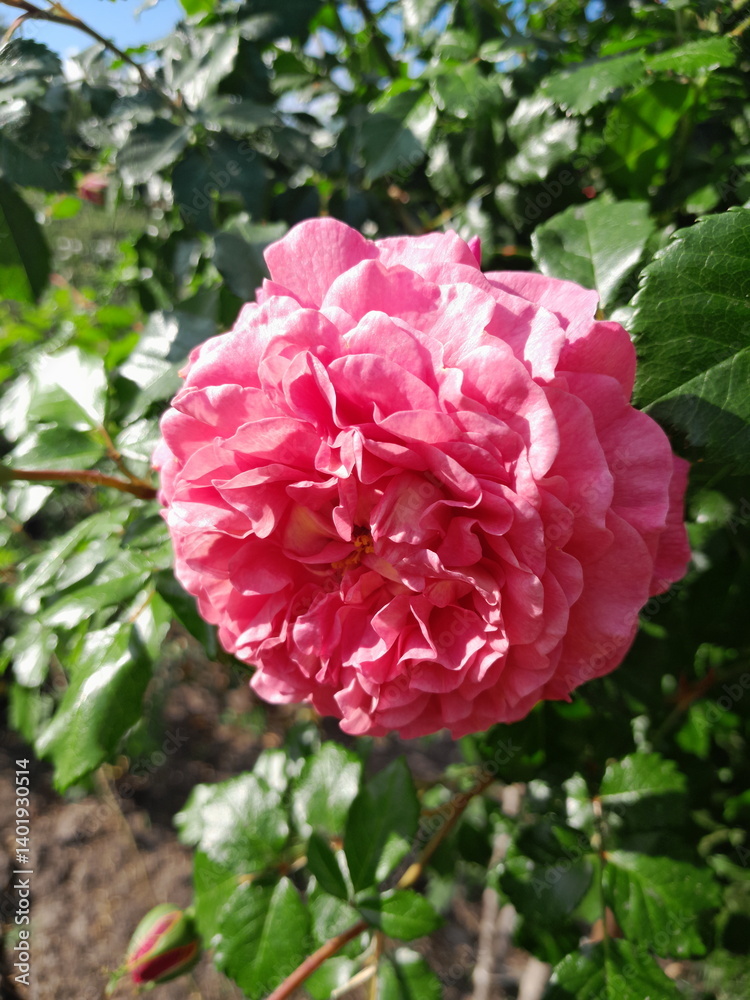 pink rose in garden pink rose in garden