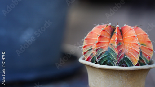 Slika na platnu Group of Gymnocalycium variegated cactus collecting in greenhouse