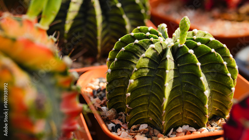 Fotografija Group of Gymnocalycium variegated cactus collecting in greenhouse