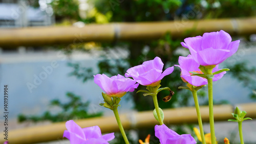 Krokot Mawar or Purslane is a succulent flowering plant native to Argentina, Brazil, Uruguay and often cultivated in garden. It has many common names like Moss rose, ten o'clock and wingpod purslane.