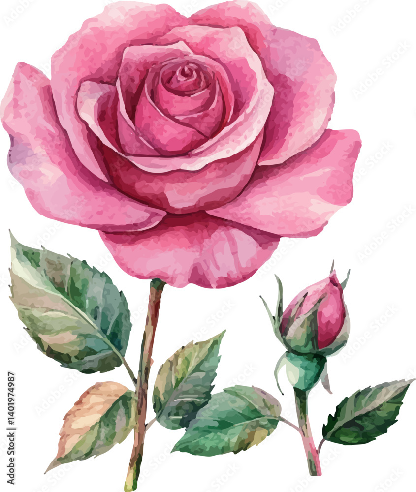 Fototapeta premium pink rose isolated on white background