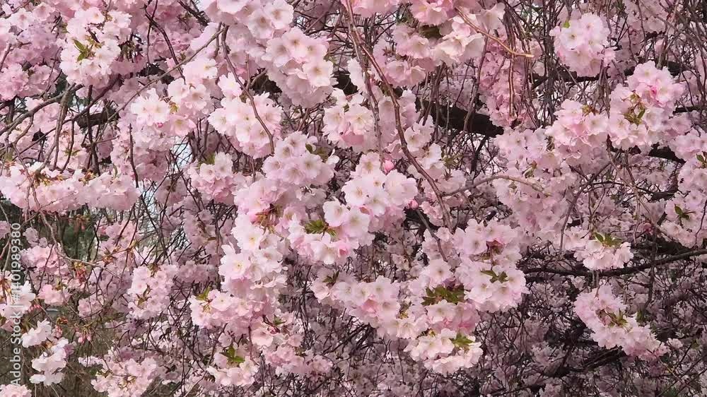Lush branches with pink flowers of the sakura tree sway in the wind. Sakura tree blossoms in early spring. Spring nature background.