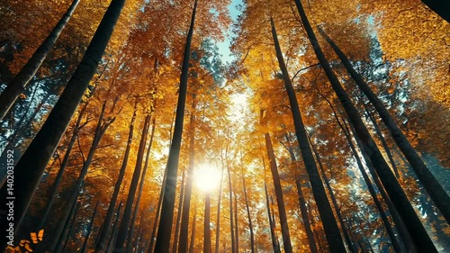 Sunlit autumn forest, trees, vibrant foliage, nature