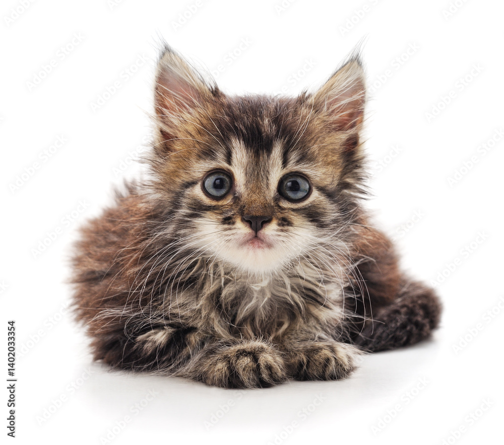 Obraz premium Little beautiful kitten.