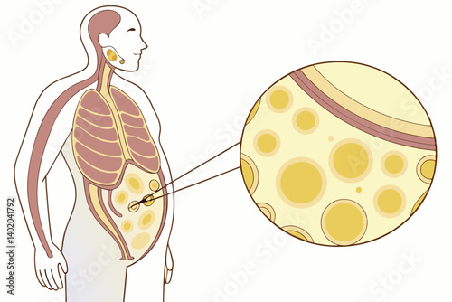 36 Human torso, belly fat, detailed skin texture, anatomical cross-section, adipose tissue, yellow fat cells, microscopic view, cellular structure, round lipid droplets, golden spheres, scientific ill