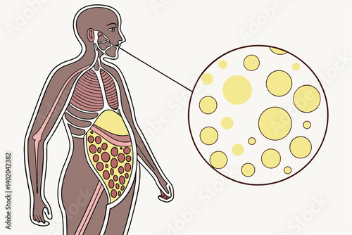 36 Human torso, belly fat, detailed skin texture, anatomical cross-section, adipose tissue, yellow fat cells, microscopic view, cellular structure, round lipid droplets, golden spheres, scientific ill